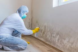 Best Mold Damage Restoration in Gillett, WI