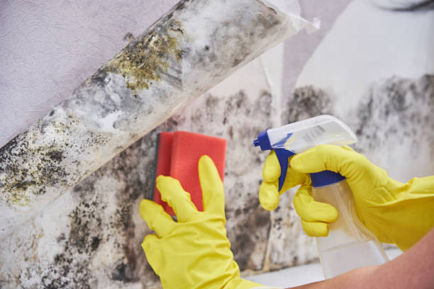 Best Mold Prevention Services in Gillett, WI